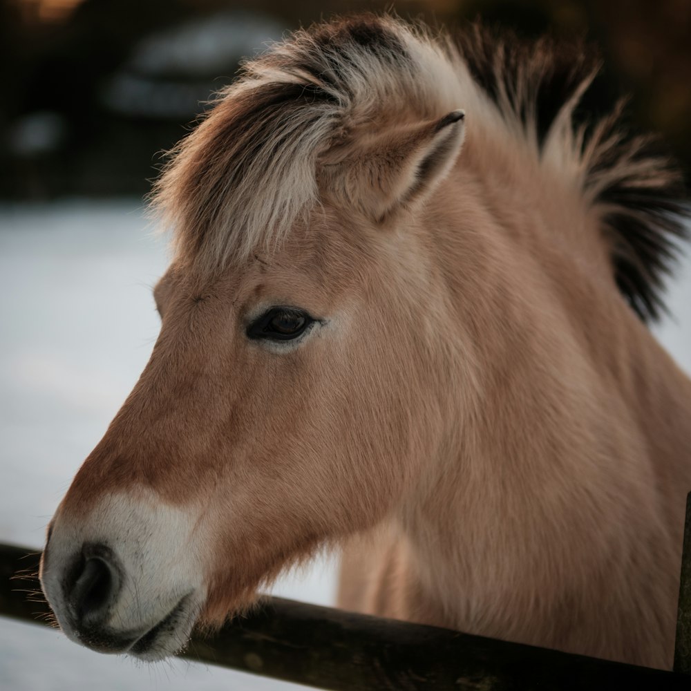 a brown and white horse standing next to a wooden fence