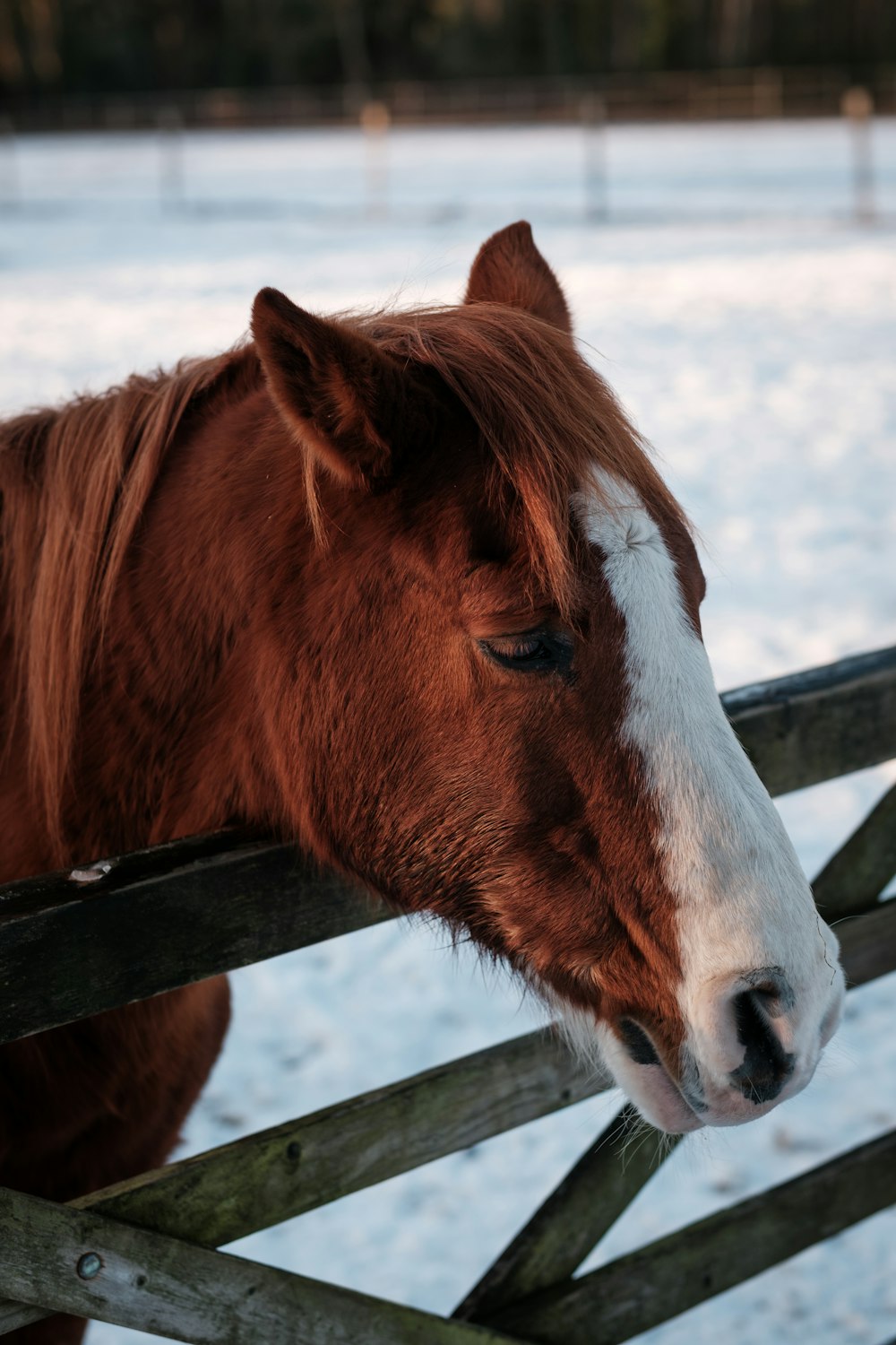 a brown and white horse standing next to a wooden fence