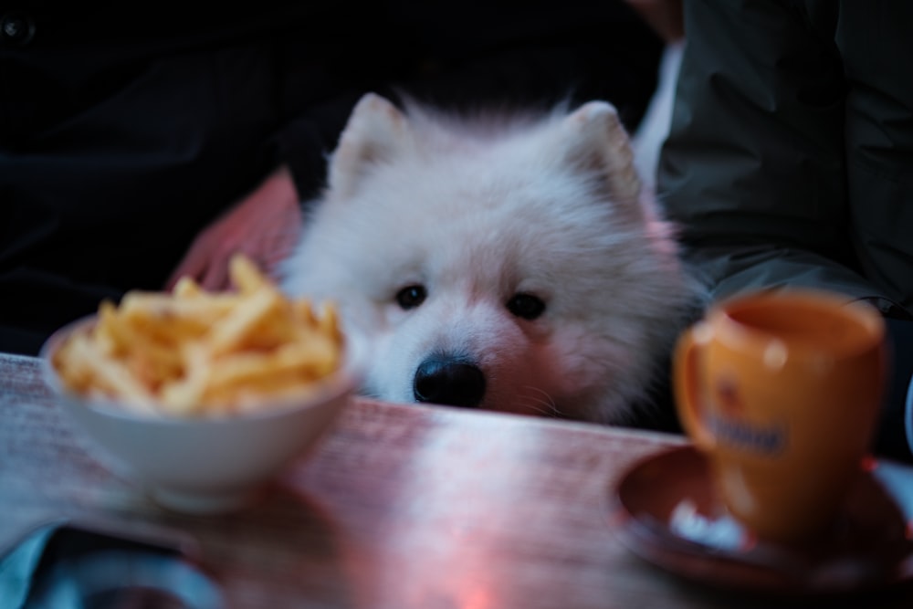 a small white dog sitting next to a bowl of fries