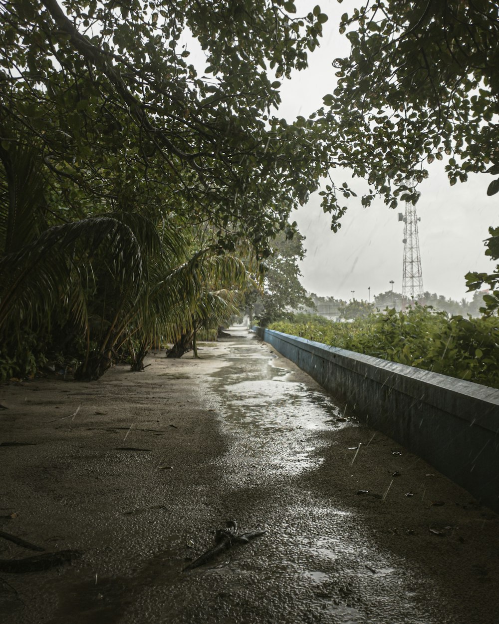 a wet road with trees and a power line in the background