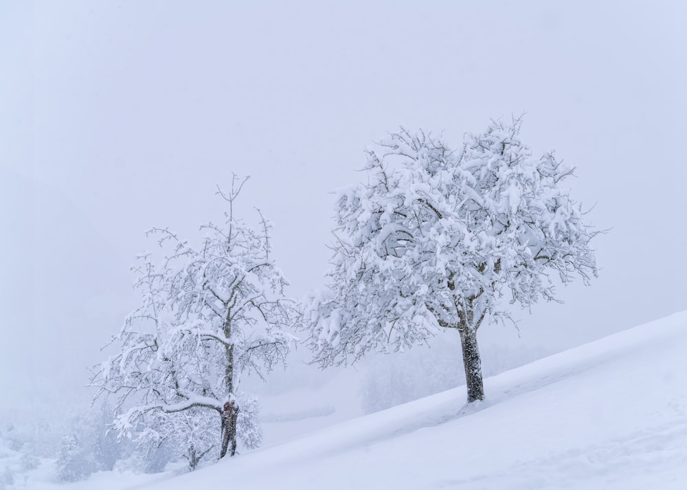 a couple of trees that are in the snow