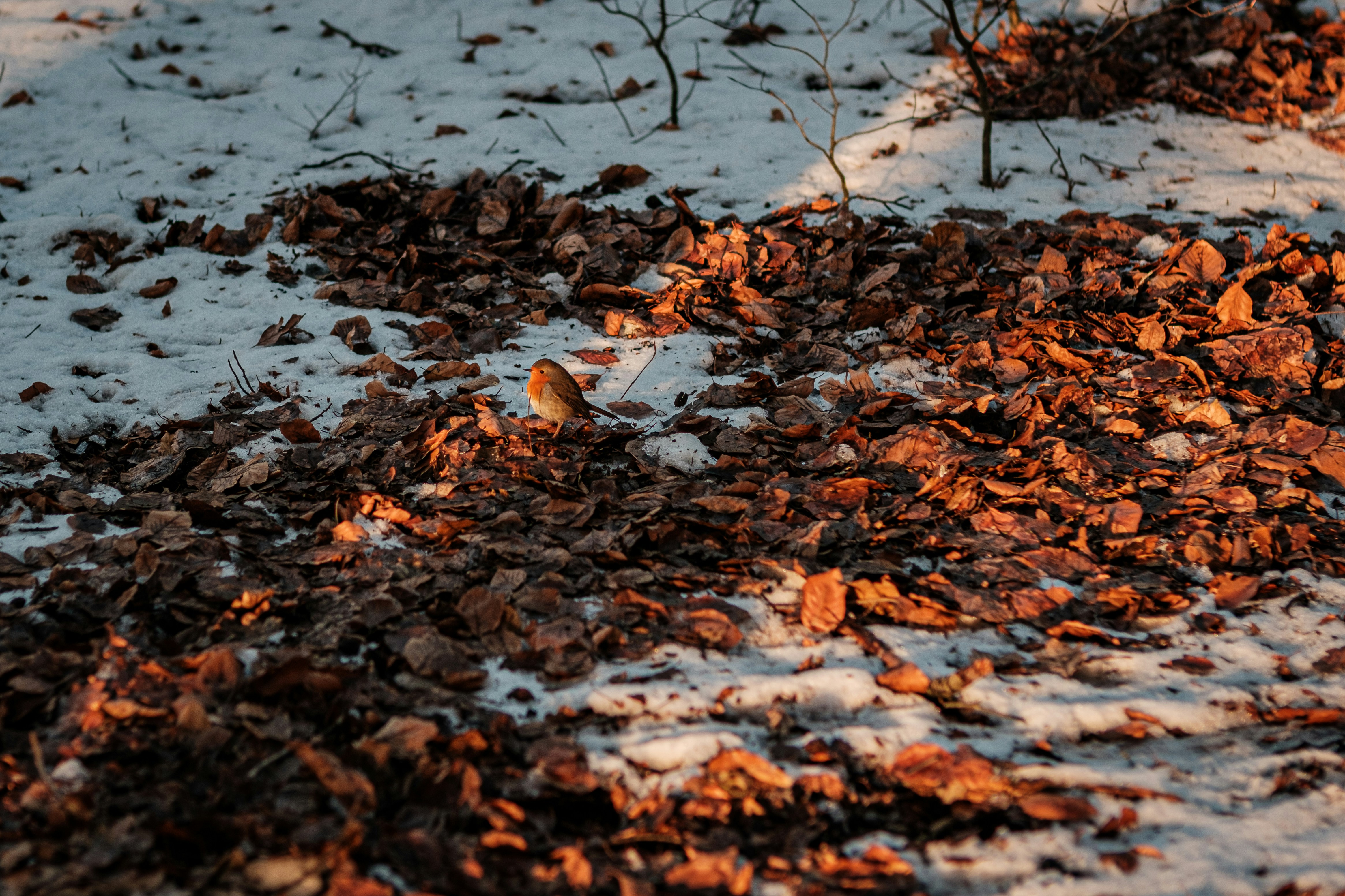 Photo by haberdoedas2