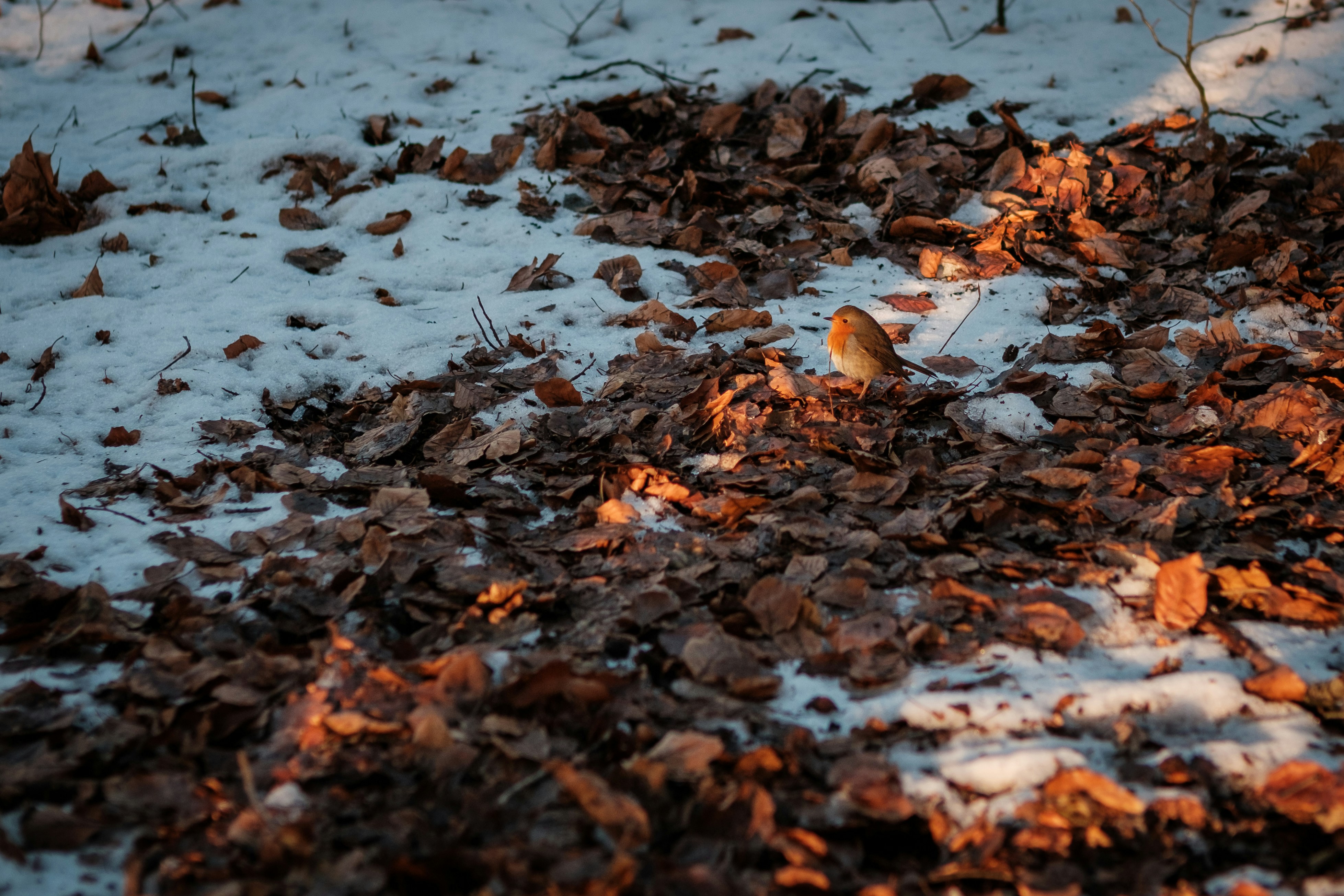 Photo by haberdoedas2