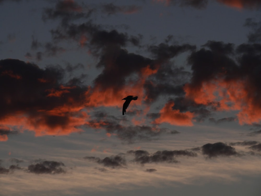 a bird flying through a cloudy sky at sunset