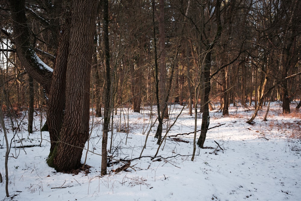 たくさんの木々が生い茂る雪の森