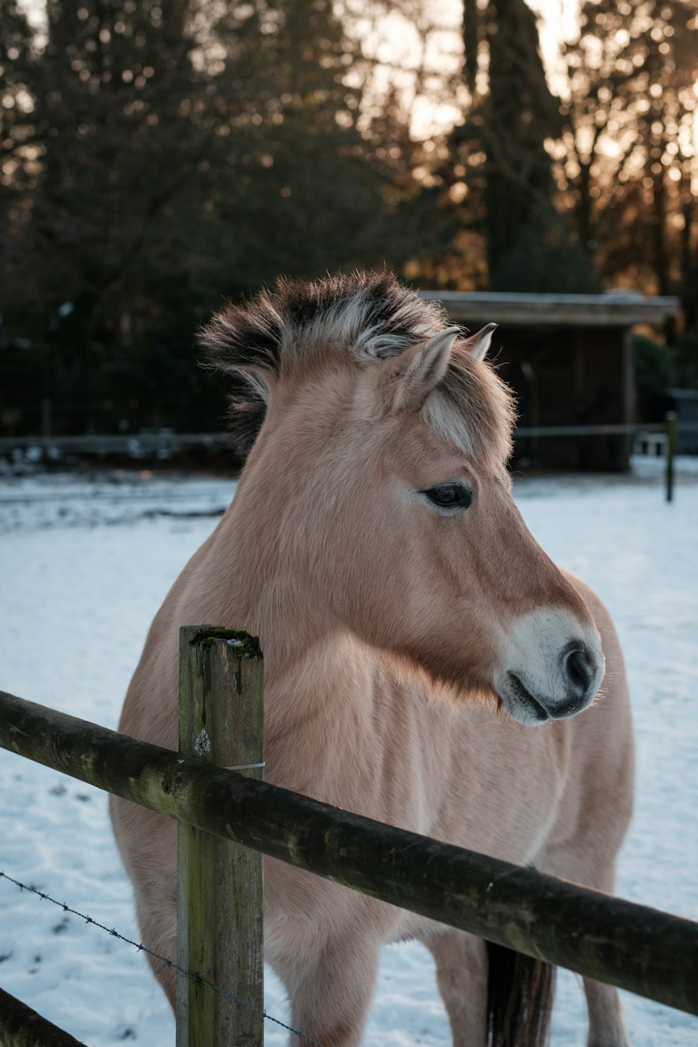 Ein braunes Pferd, das neben einem Holzzaun steht