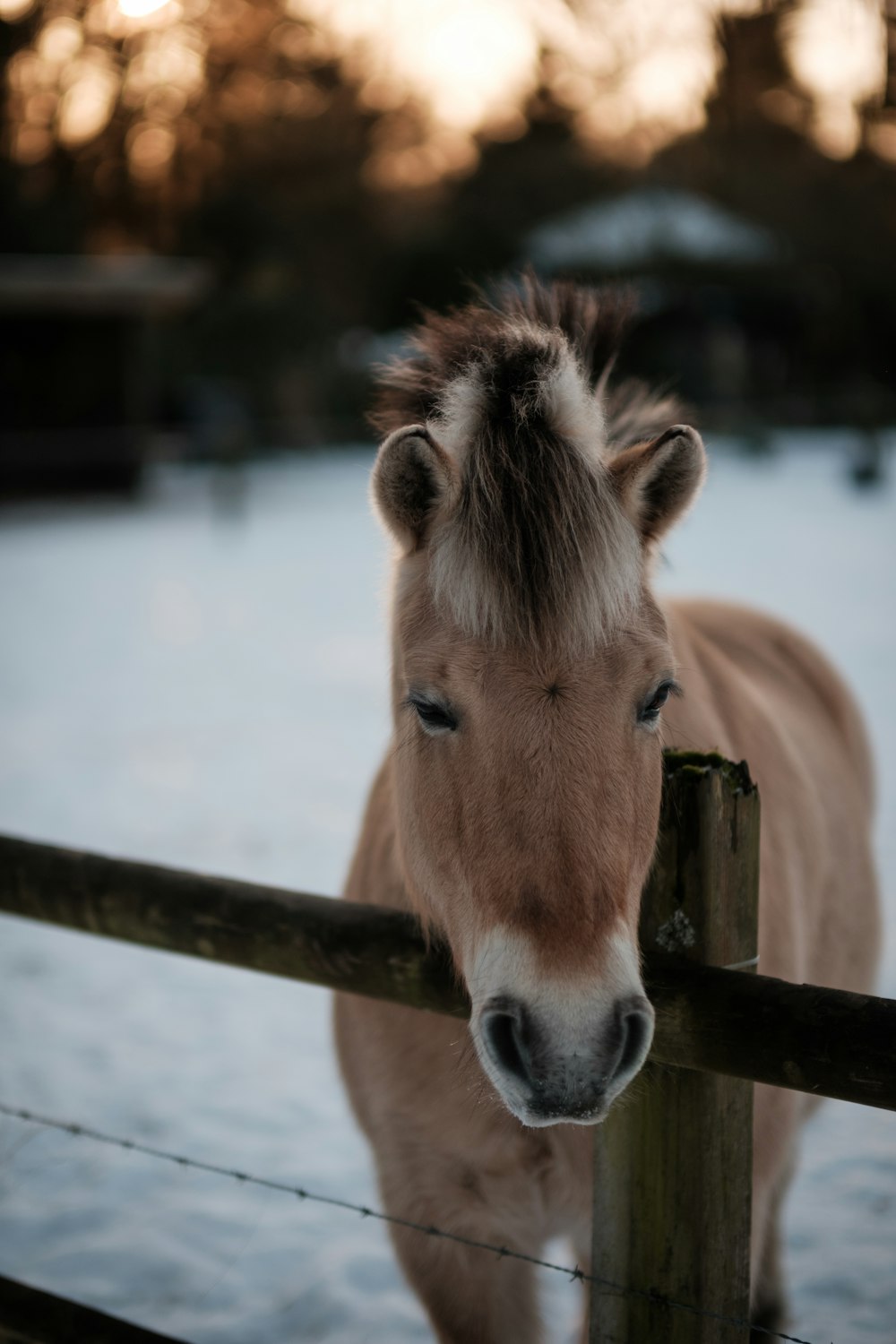 a brown horse standing next to a wooden fence