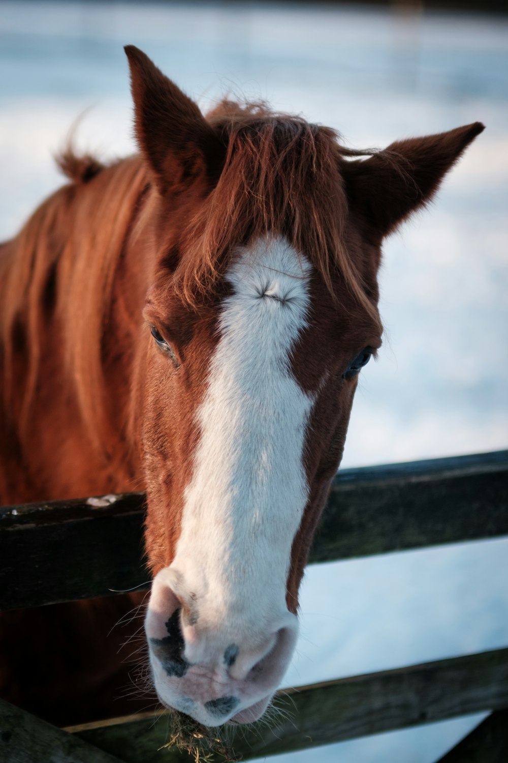 a brown and white horse sticking its head over a fence