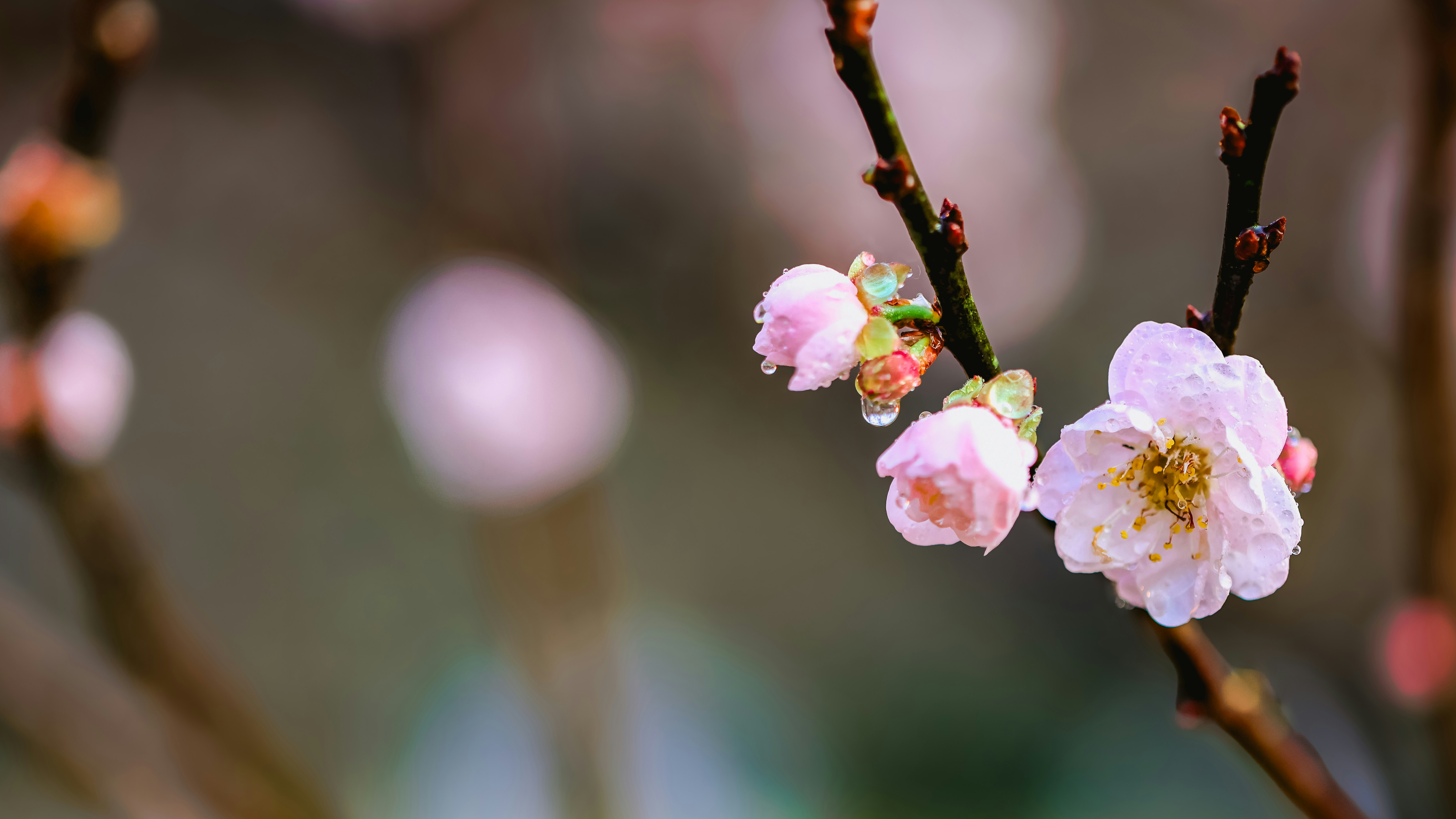 Photo by dickenslin76