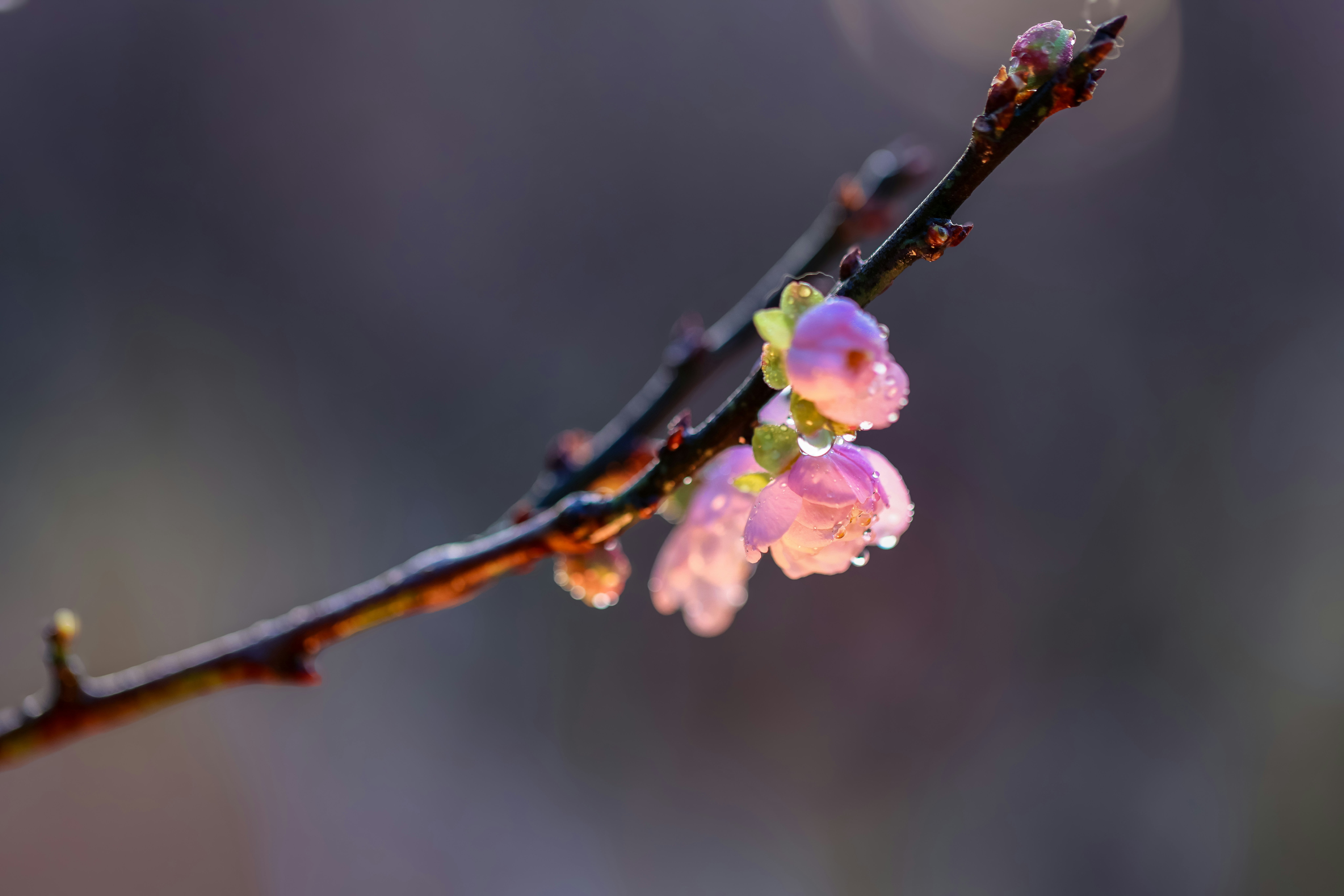 Photo by dickenslin76