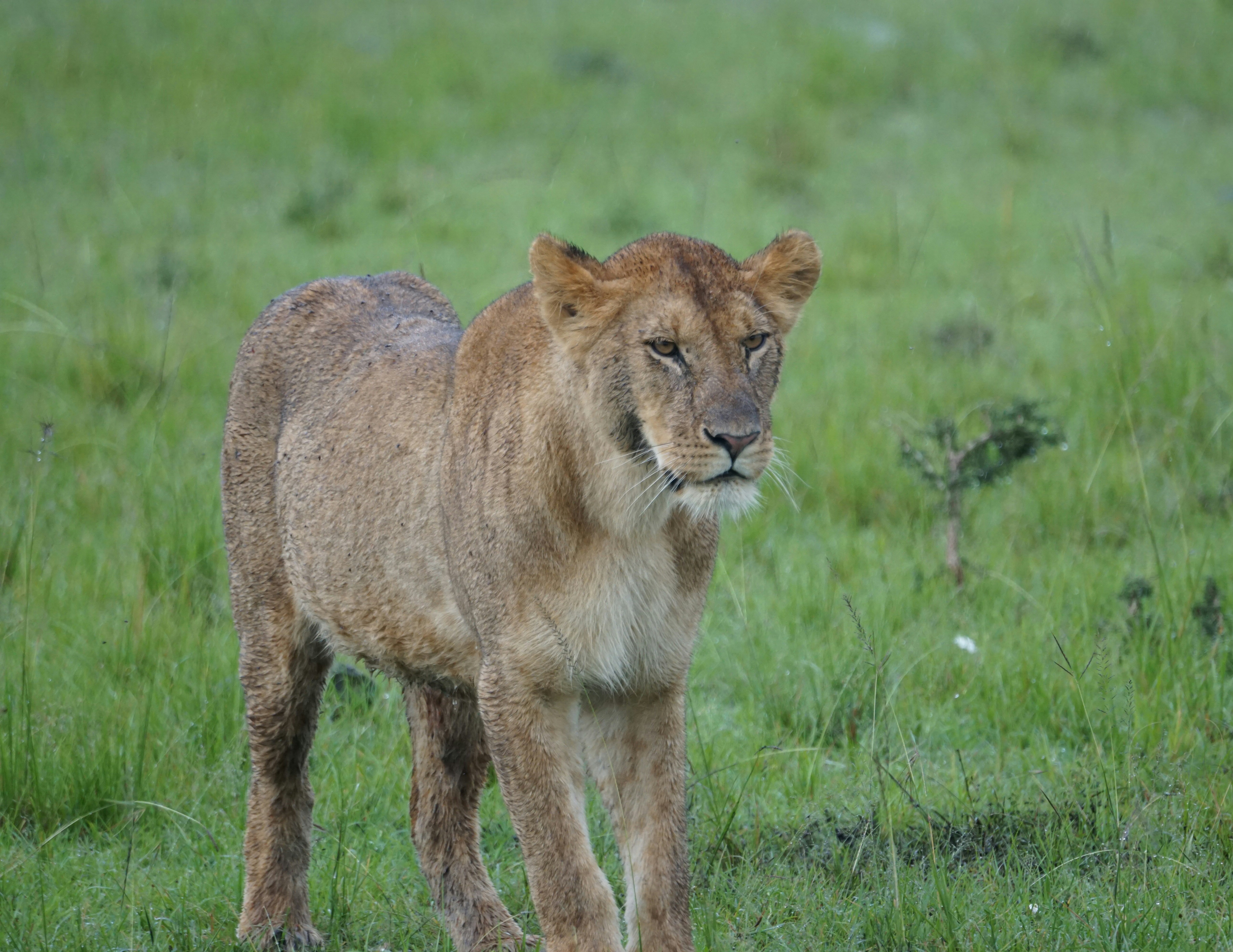 Ethiopian Lion: The Lion with a Dark Mane (image credits: unsplash)
