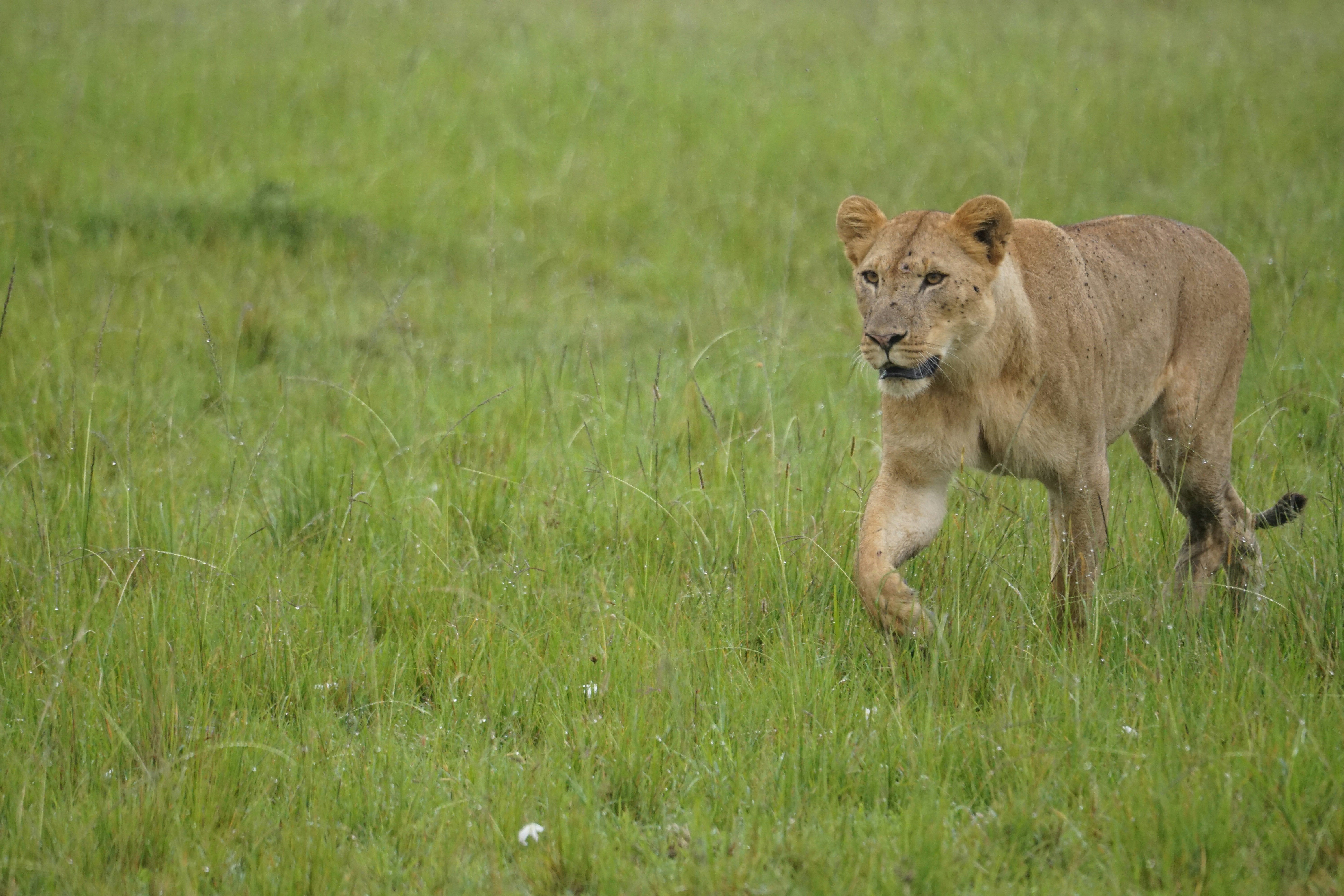 Leaping for Love: Mating Season Acrobatics (image credits: unsplash)