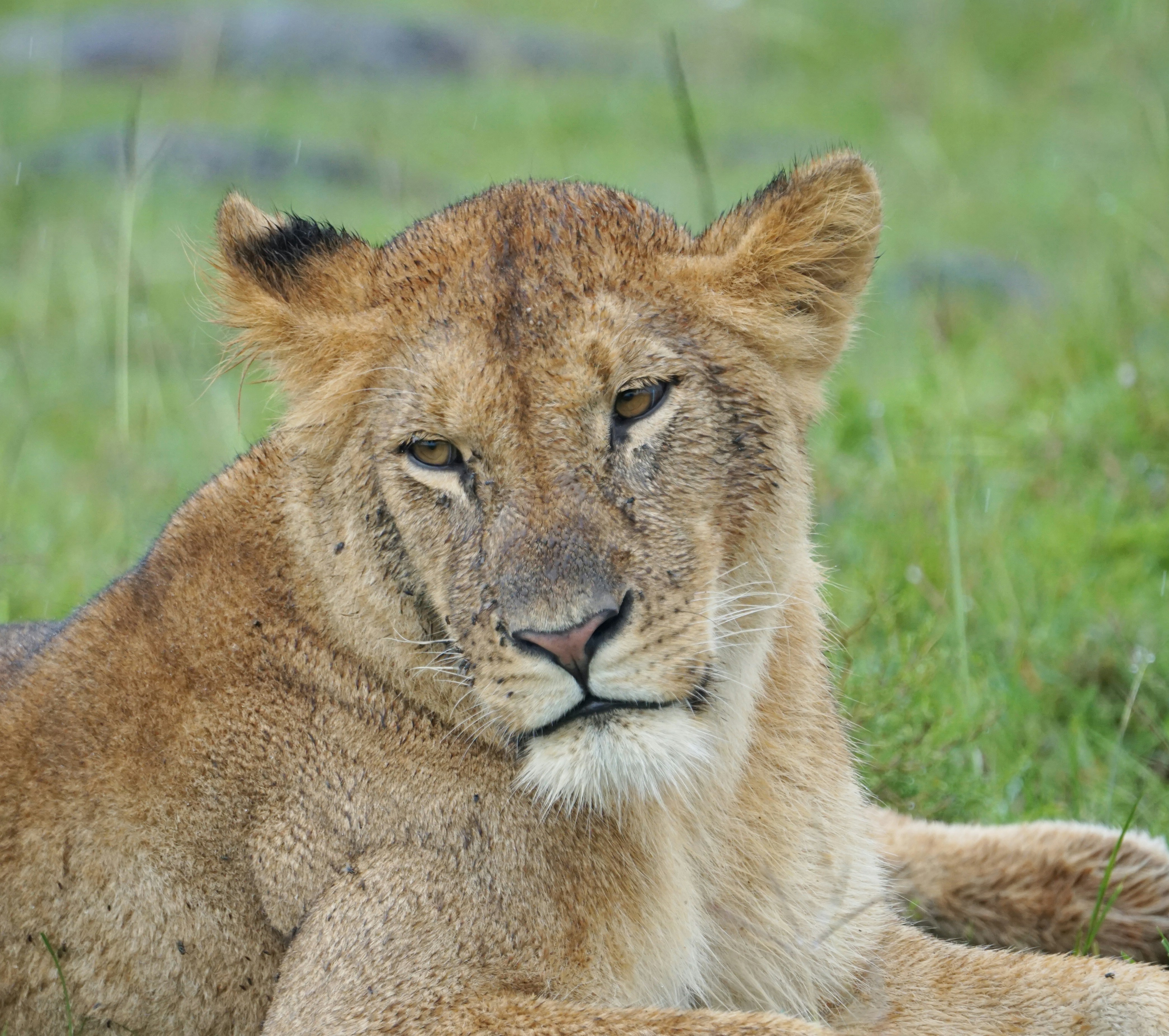 Eyes Half-Open: The Perpetual Watcher (image credits: unsplash)