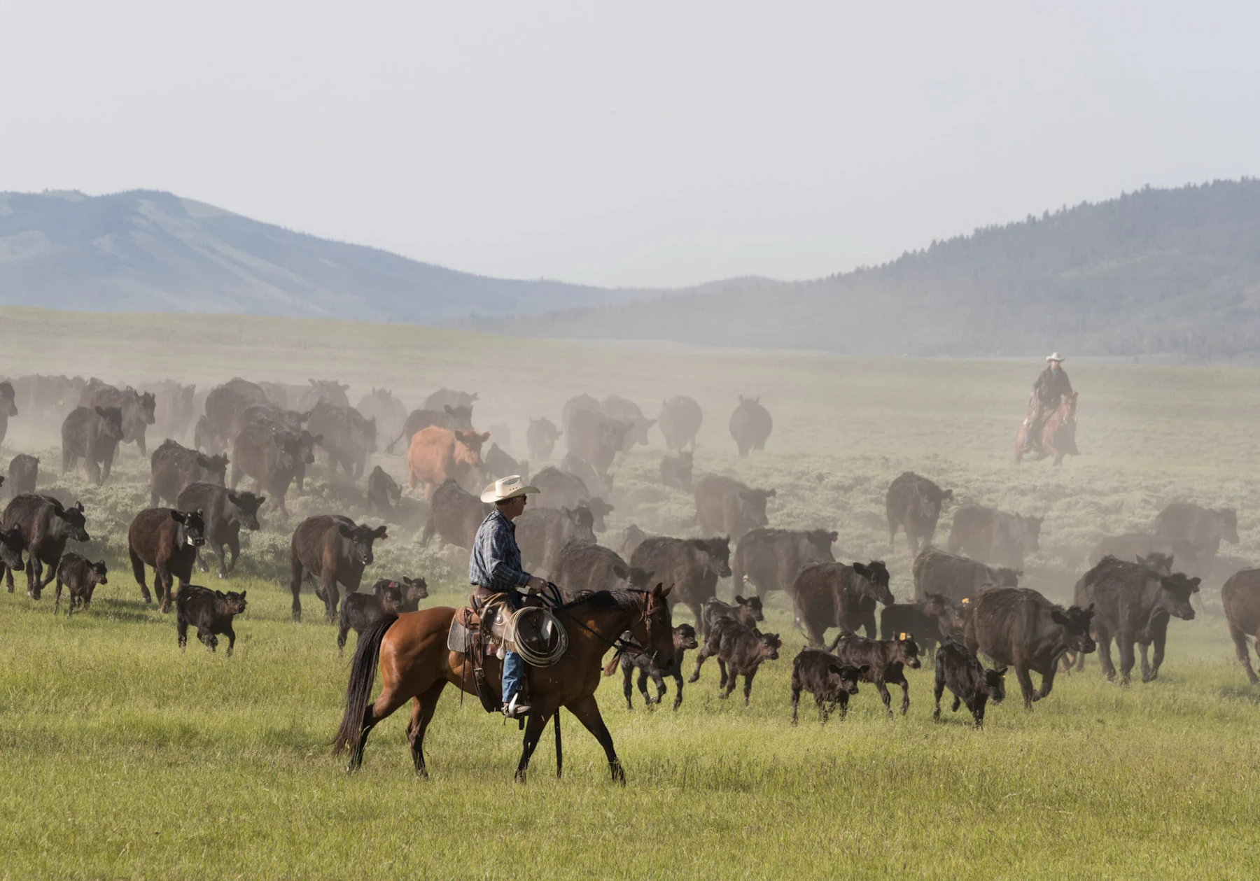 Herd on wide pasture