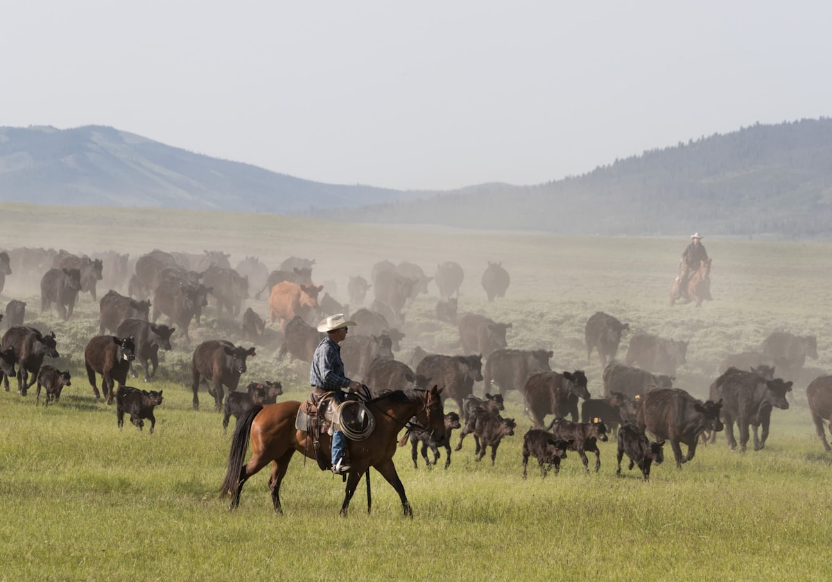 Riders moving a herd of cattle across open range