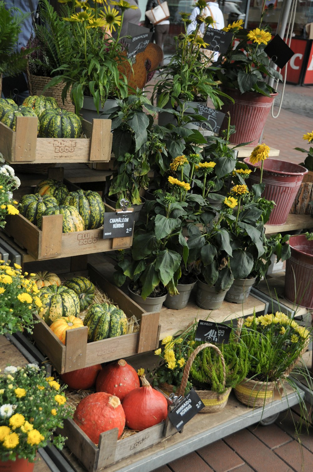 a bunch of plants that are on a shelf