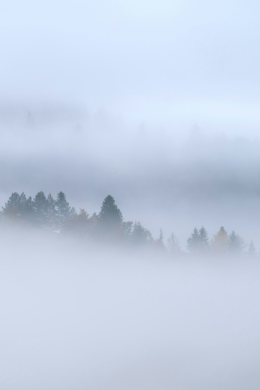 a herd of sheep standing on top of a foggy field