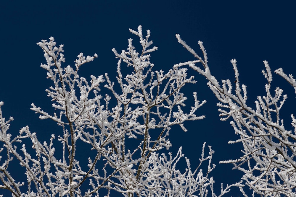 a tree covered in snow against a blue sky