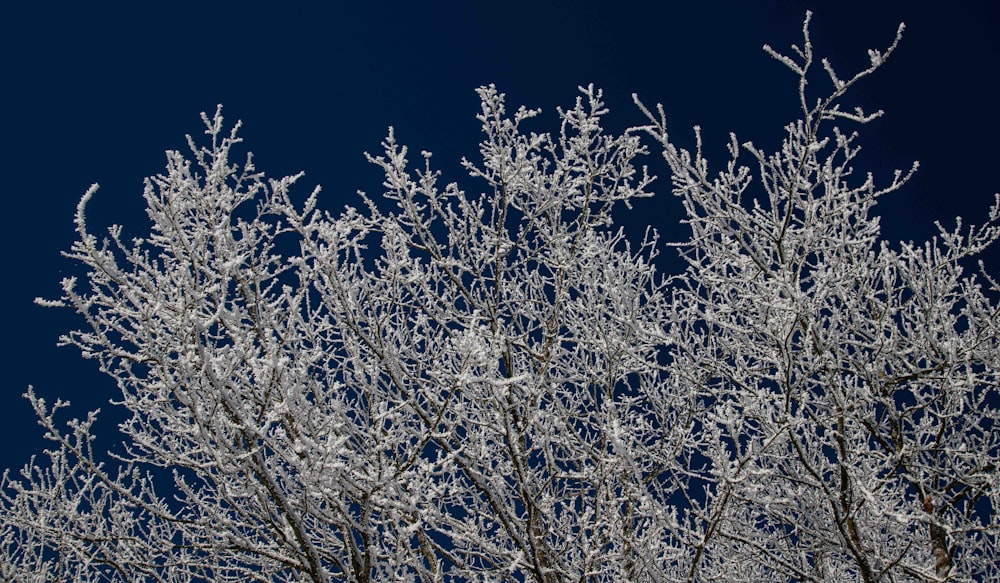 a snow covered tree with a blue sky in the background