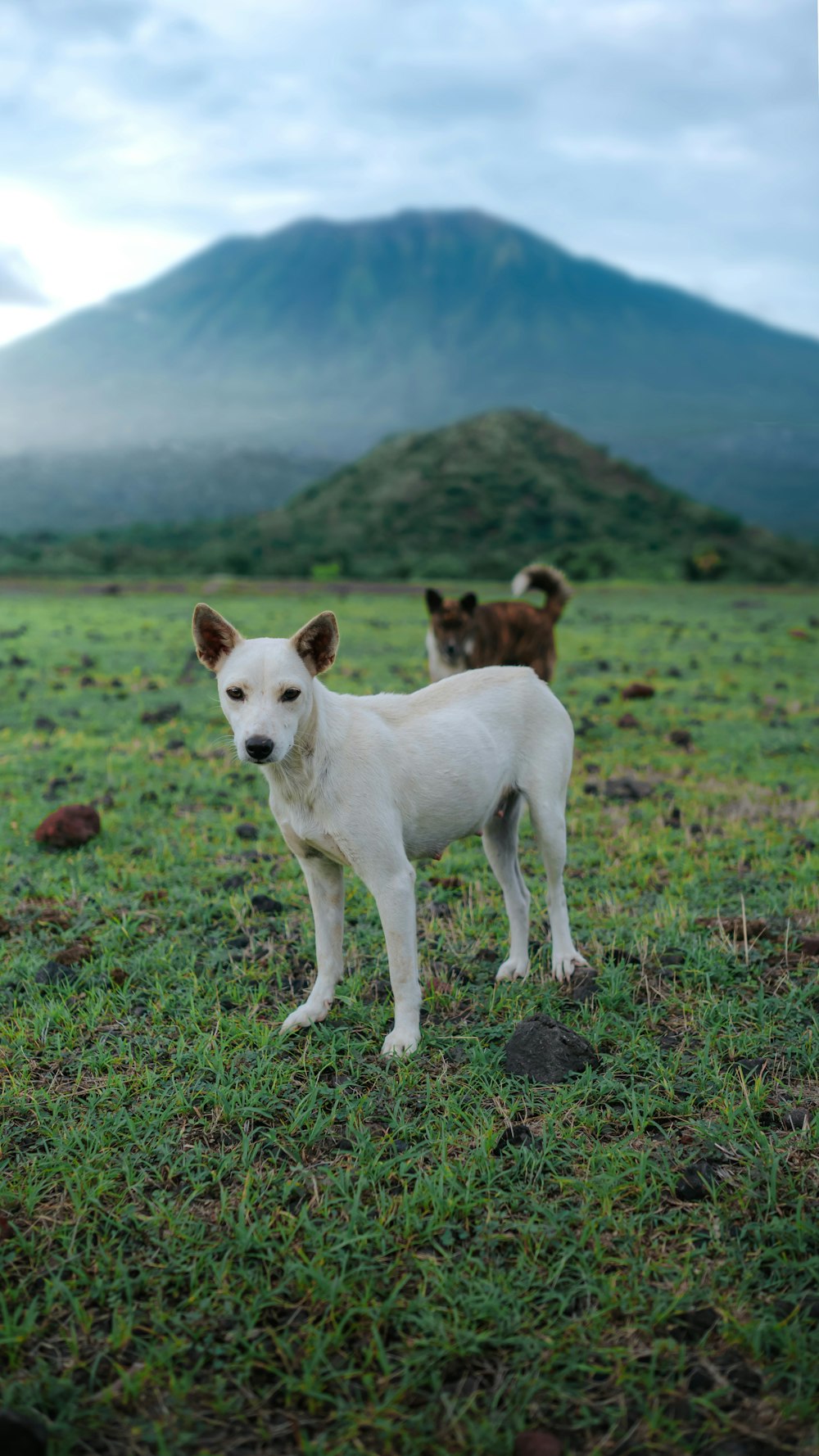 a white dog standing on top of a lush green field