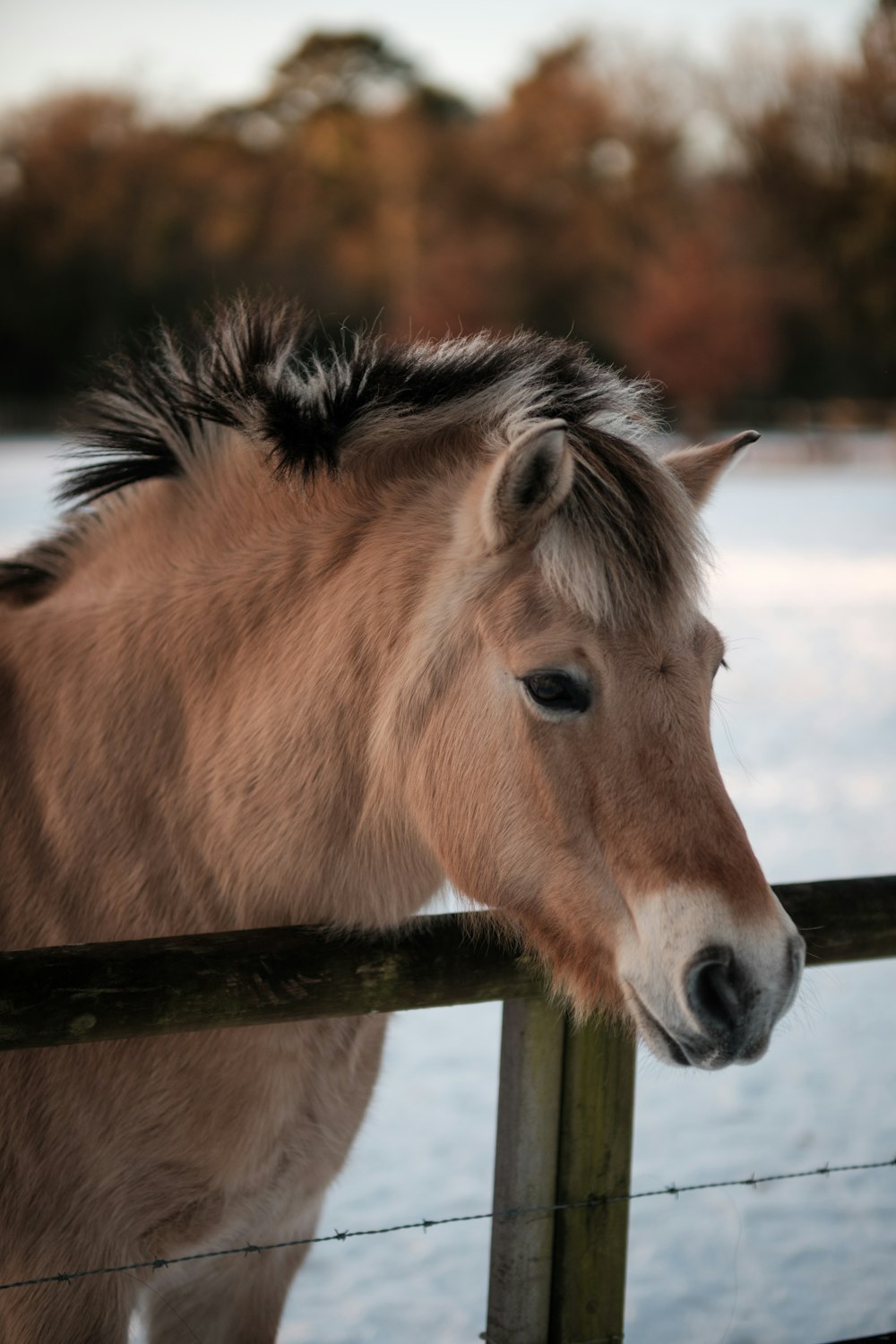 un cheval brun debout à côté d’une clôture en bois