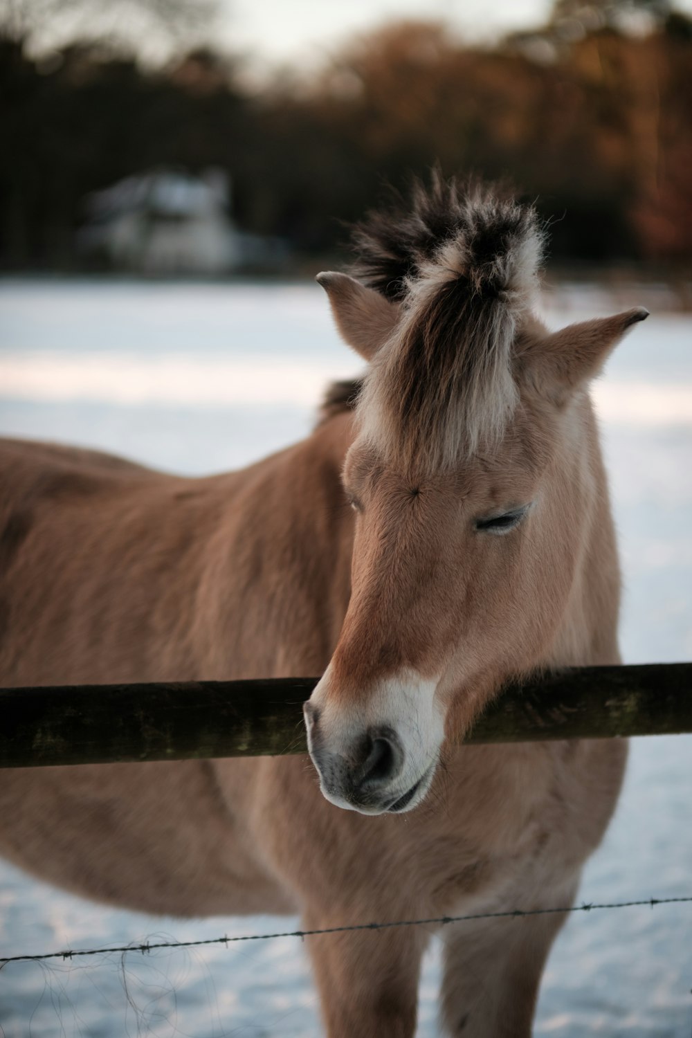 a brown horse standing next to a wooden fence