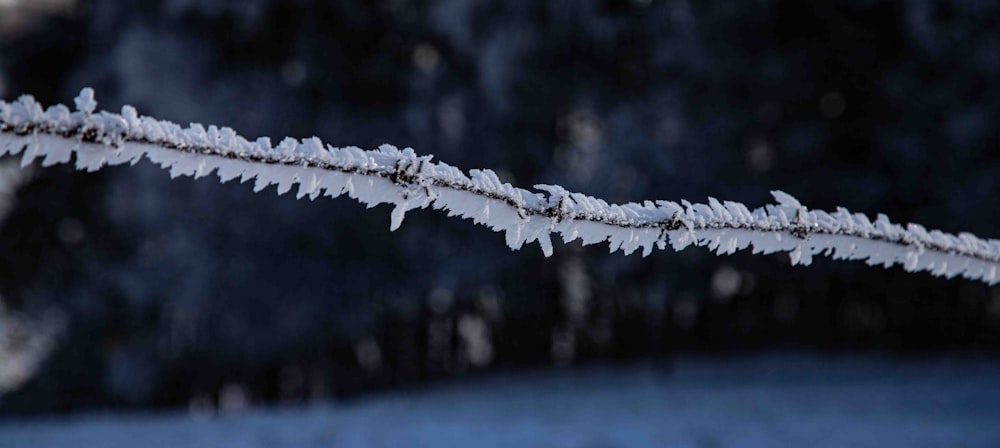 a close up of a branch with snow on it