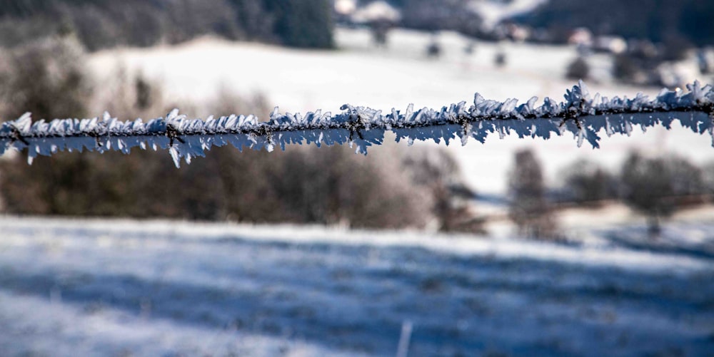 a line of ice covered branches in a field
