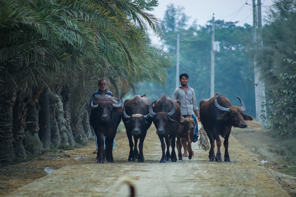 a couple of men are leading some cows down a dirt road