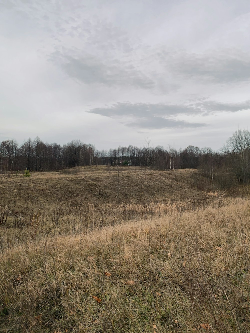 a grassy field with trees in the background