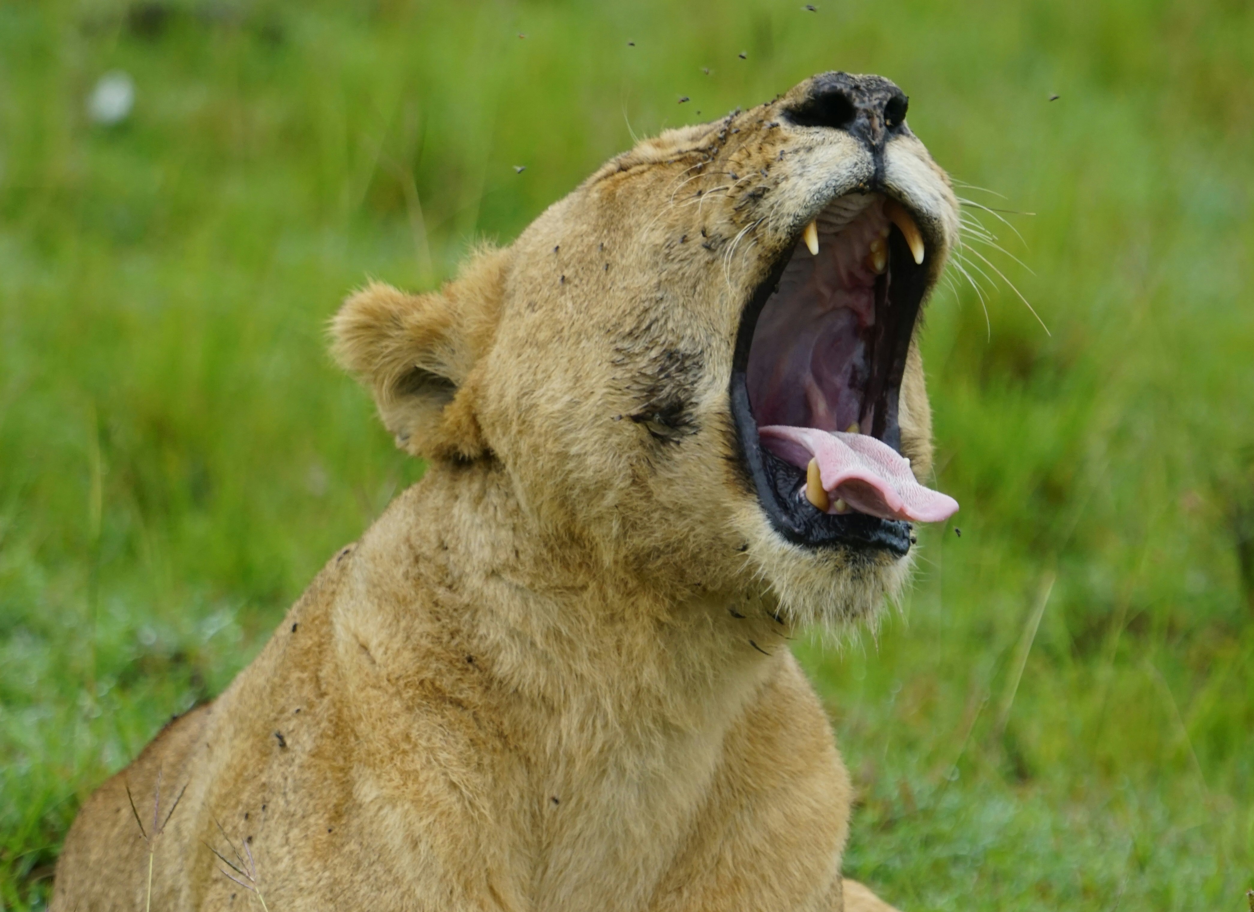 A Lion's Roar Can Be Heard From 5 Miles Away (image credits: unsplash)