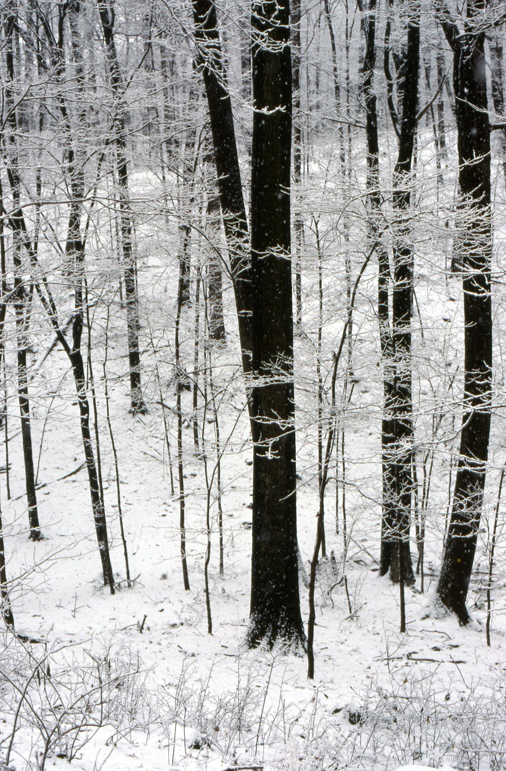 a snow covered forest filled with lots of trees