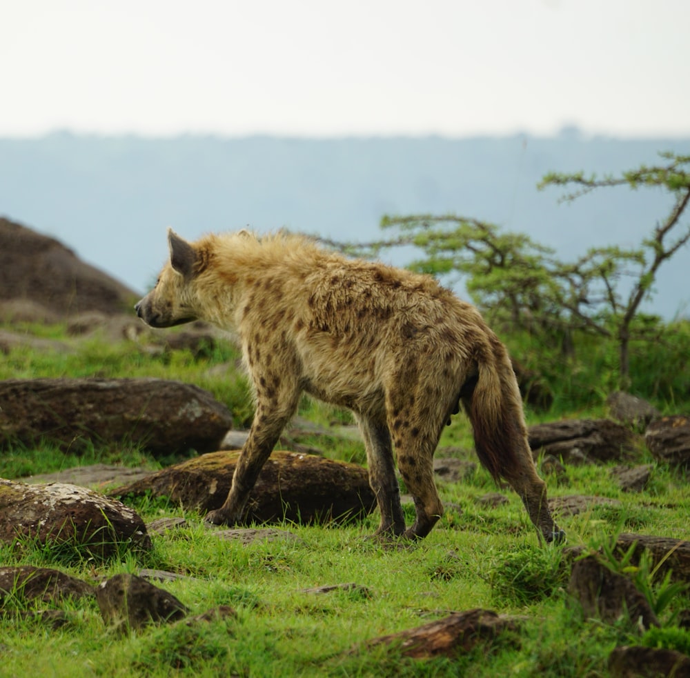 a hyena walking through a grassy field