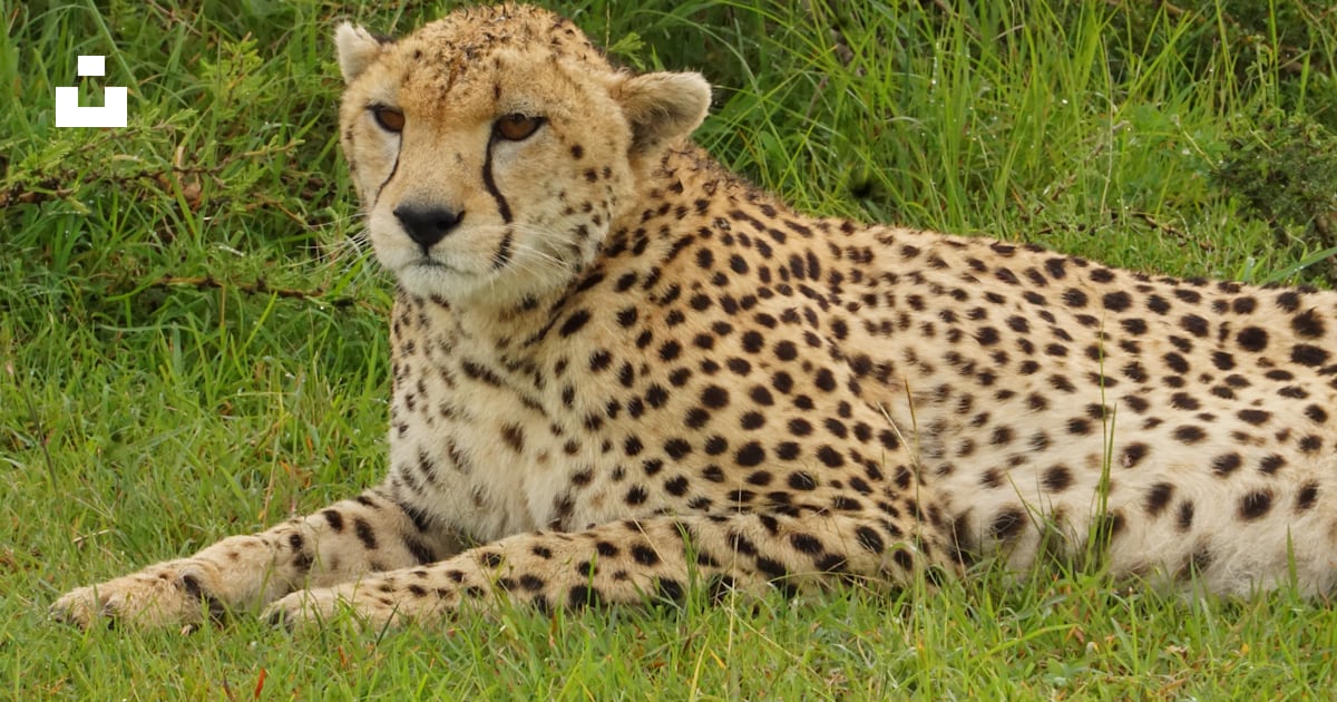 A cheetah laying in the grass looking at the camera photo – Free Animal