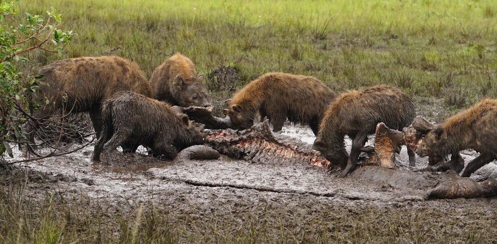 a group of brown bears playing in the mud