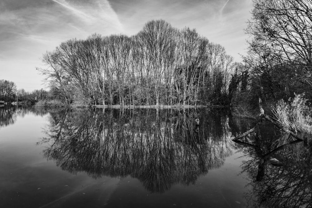 a black and white photo of trees and water