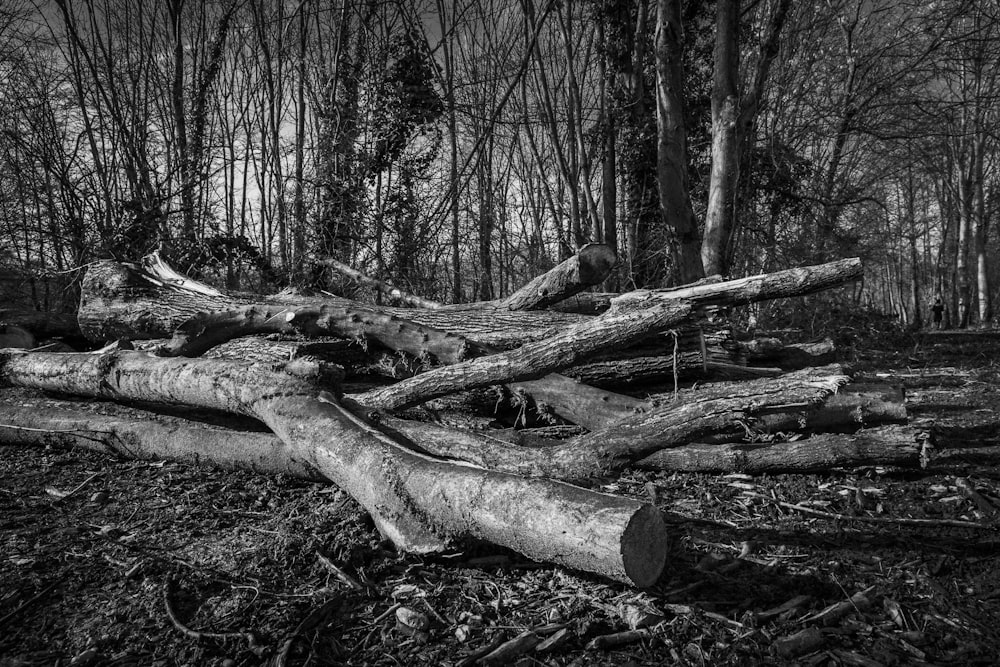 a black and white photo of logs in the woods