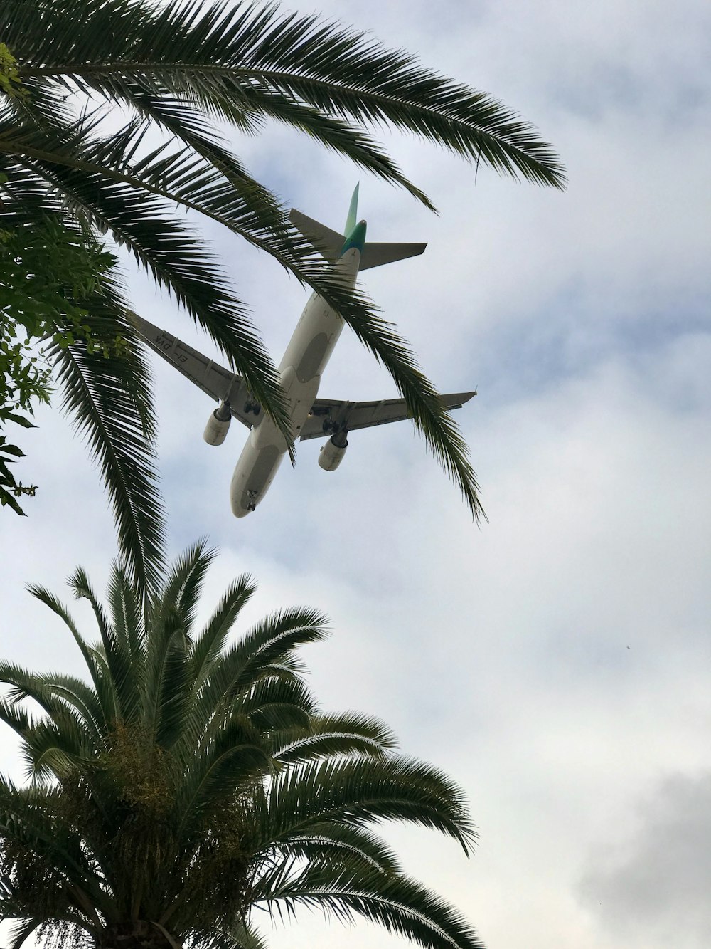 an airplane is flying over a palm tree