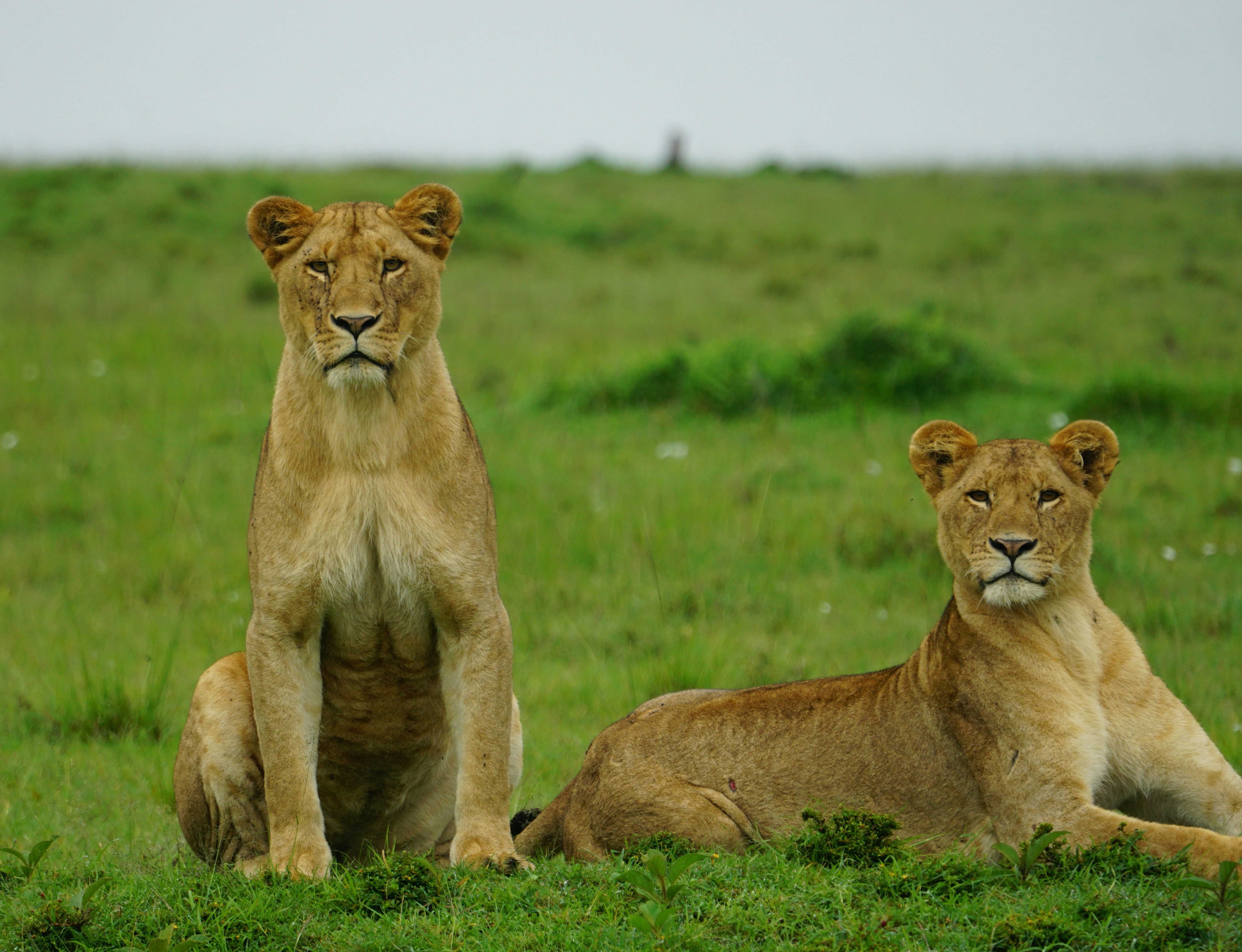 Sisters in Arms (image credits: unsplash)