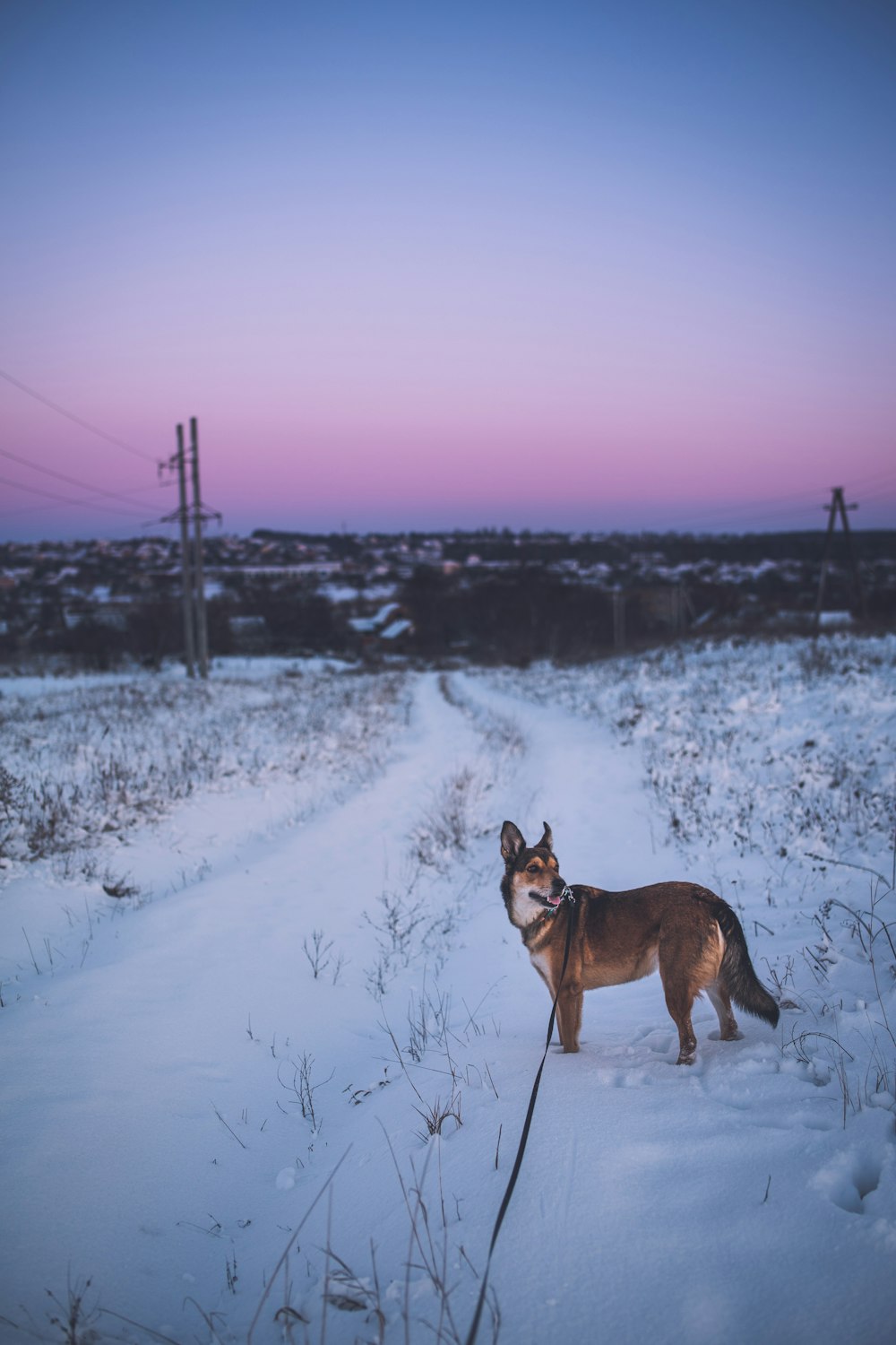 a dog that is standing in the snow