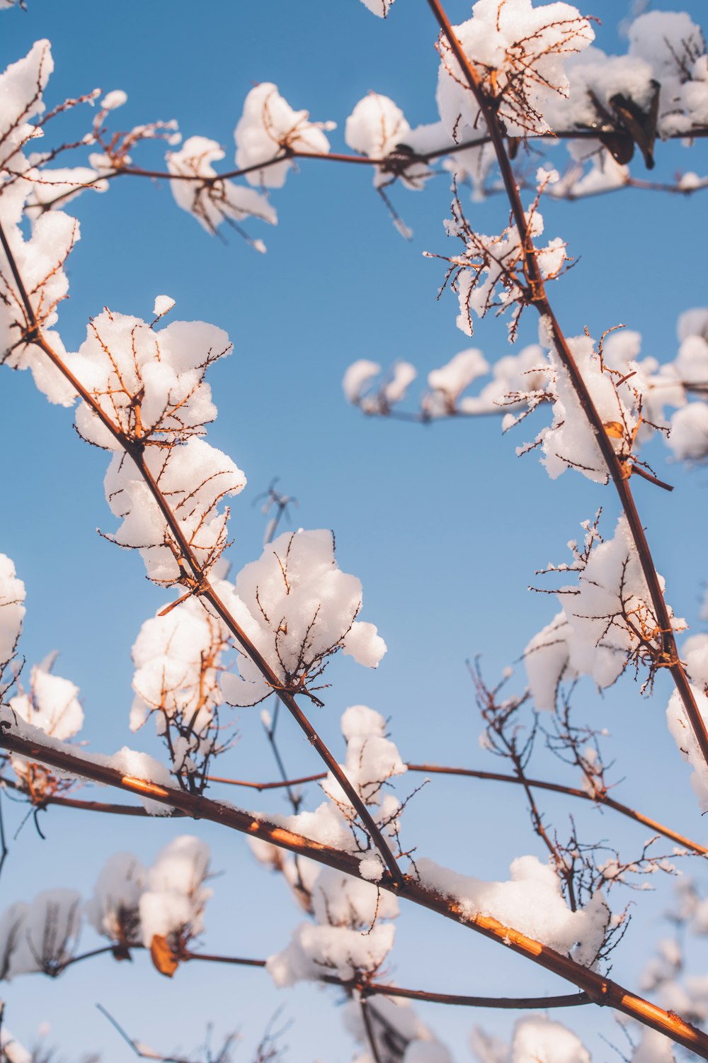 the branches of a tree are covered in snow