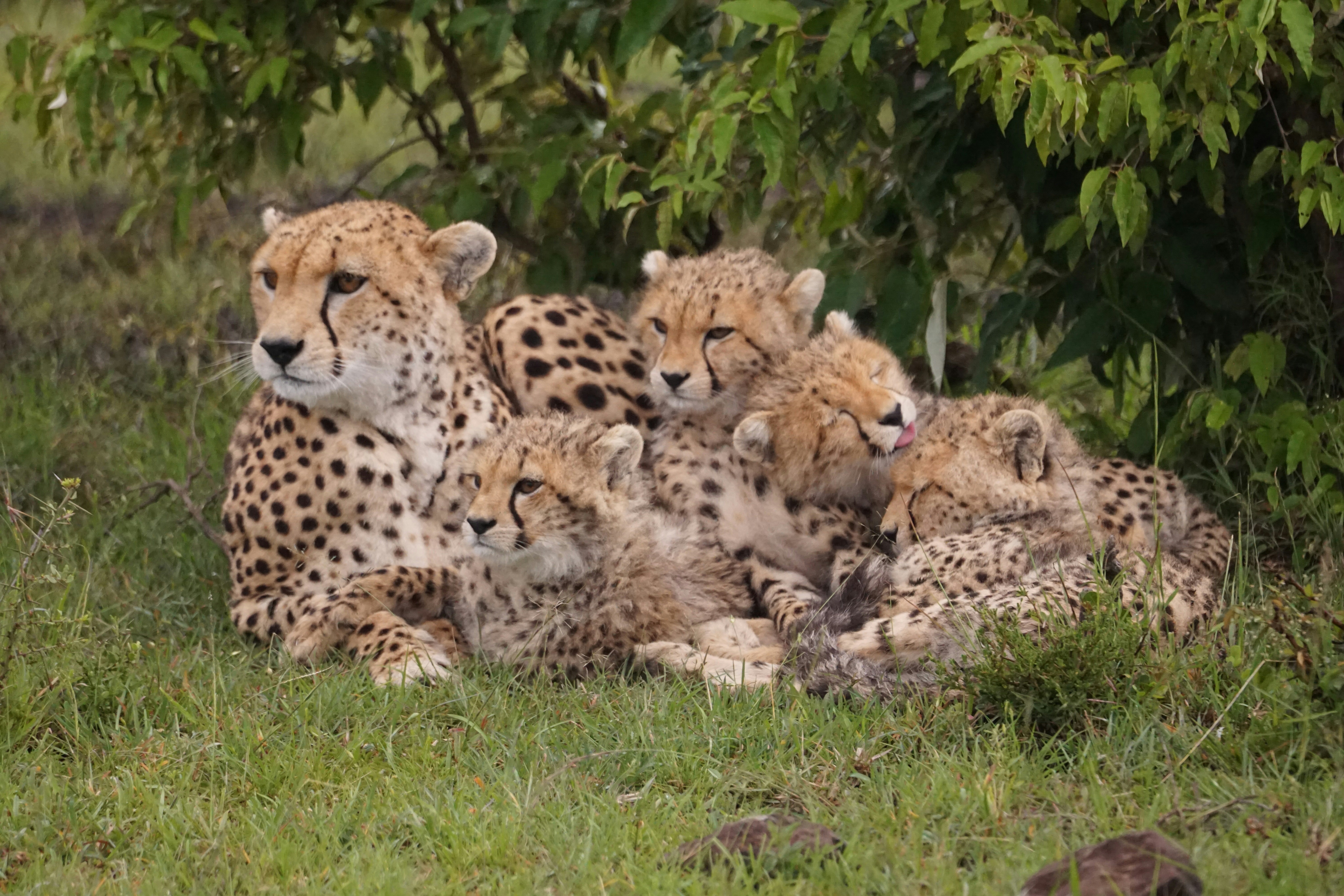 Adapting to Change: Surviving a Changing World (image credits: unsplash)