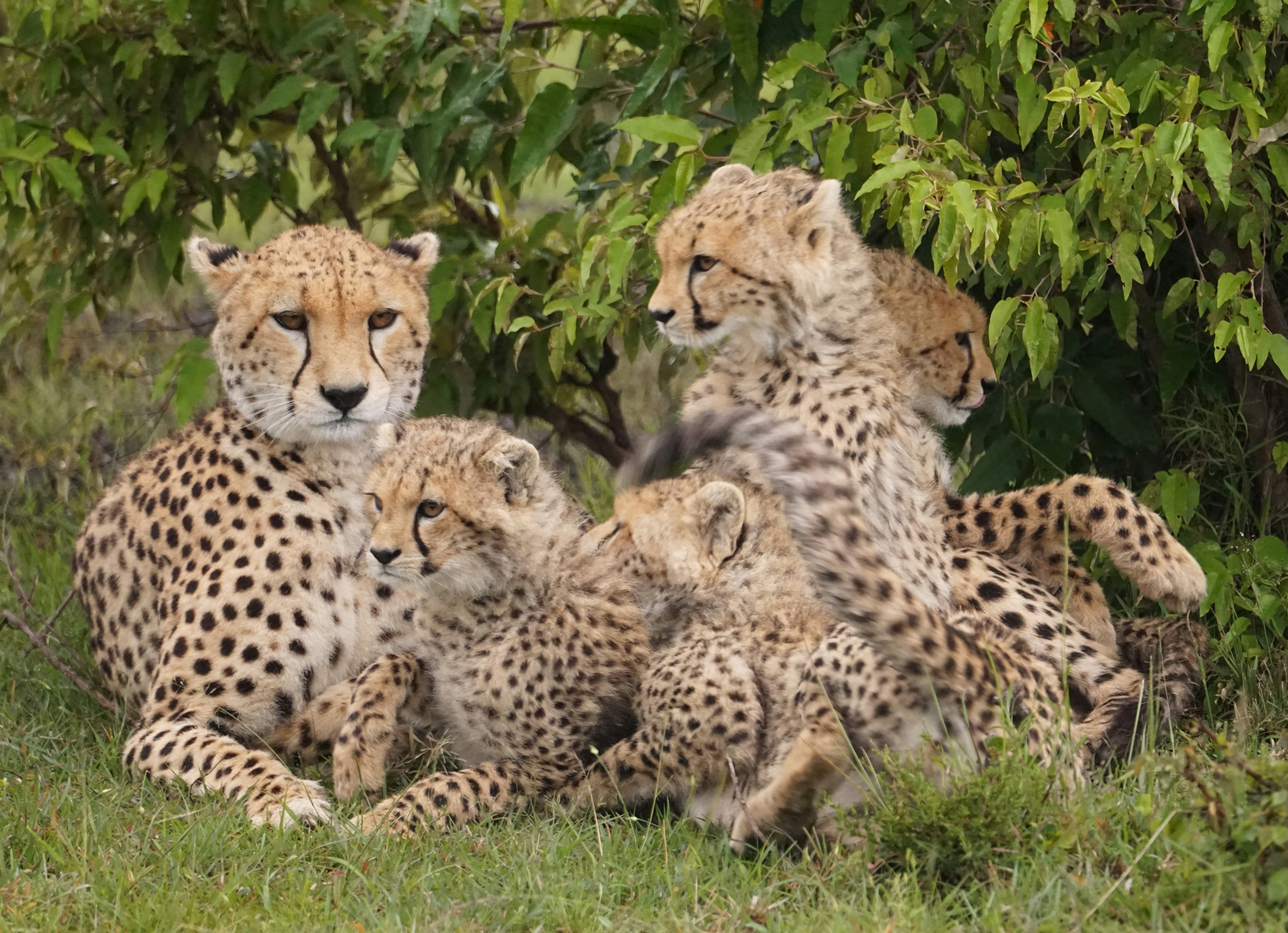 Cheetah Moms: Super Single Moms with a Crew (image credits: unsplash)