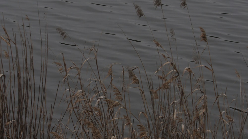 a body of water surrounded by tall grass