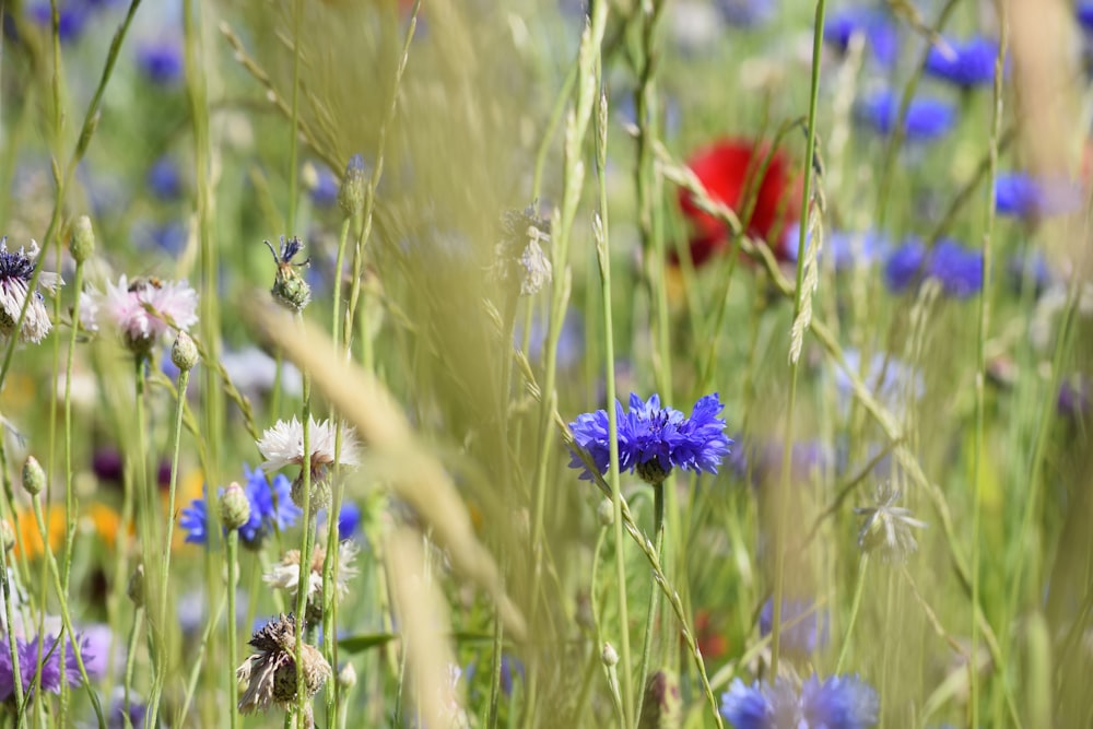 a field full of blue and white flowers