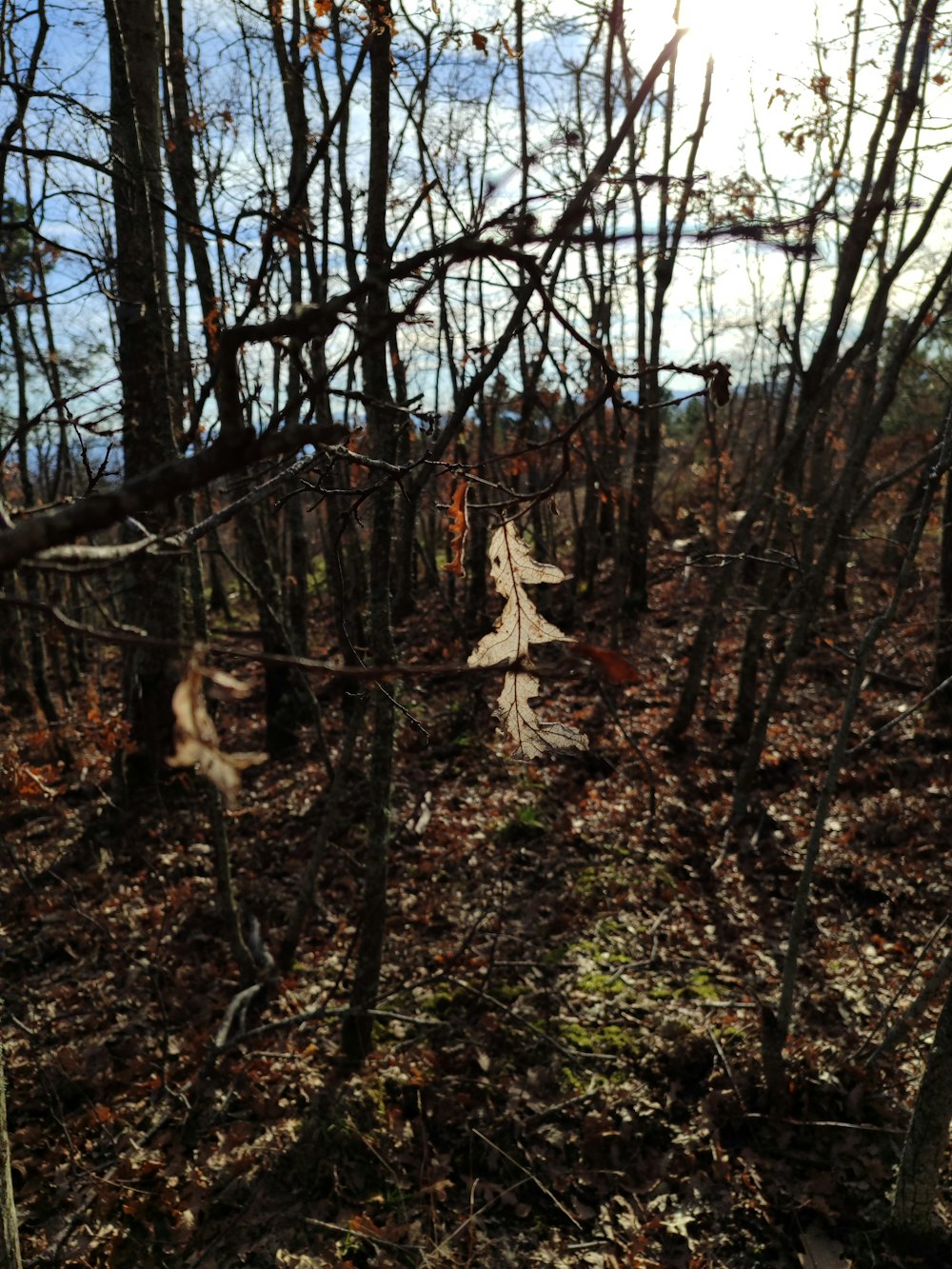 un mucchio di alberi morti nel bosco