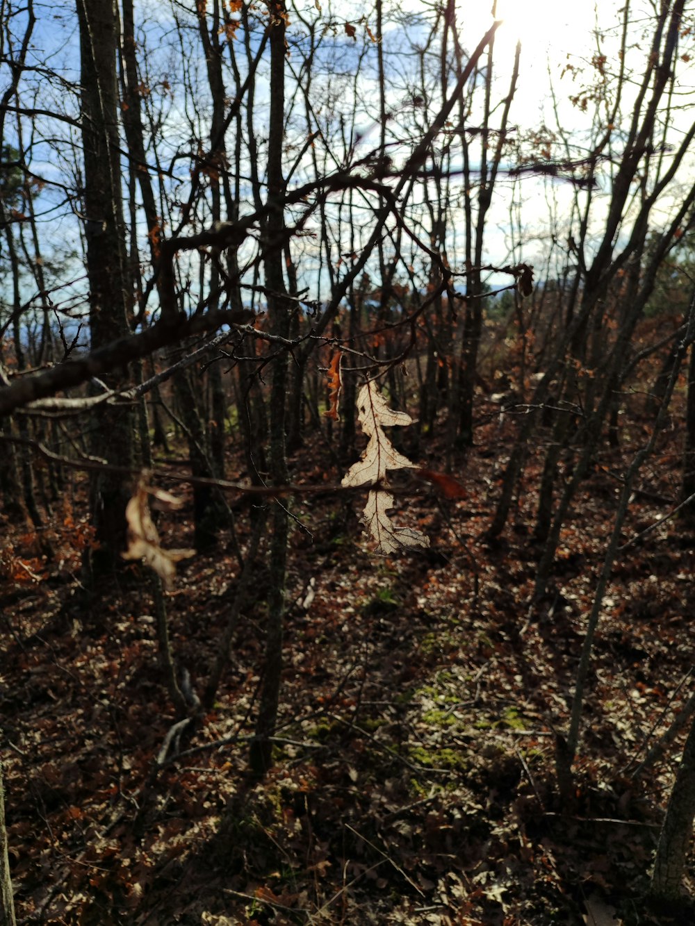 a bunch of dead trees in the woods