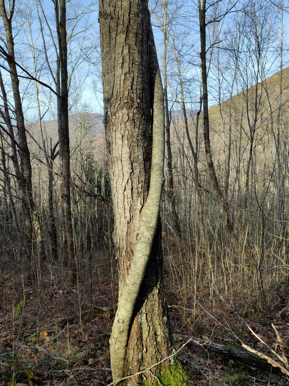 a tree that is growing out of the ground