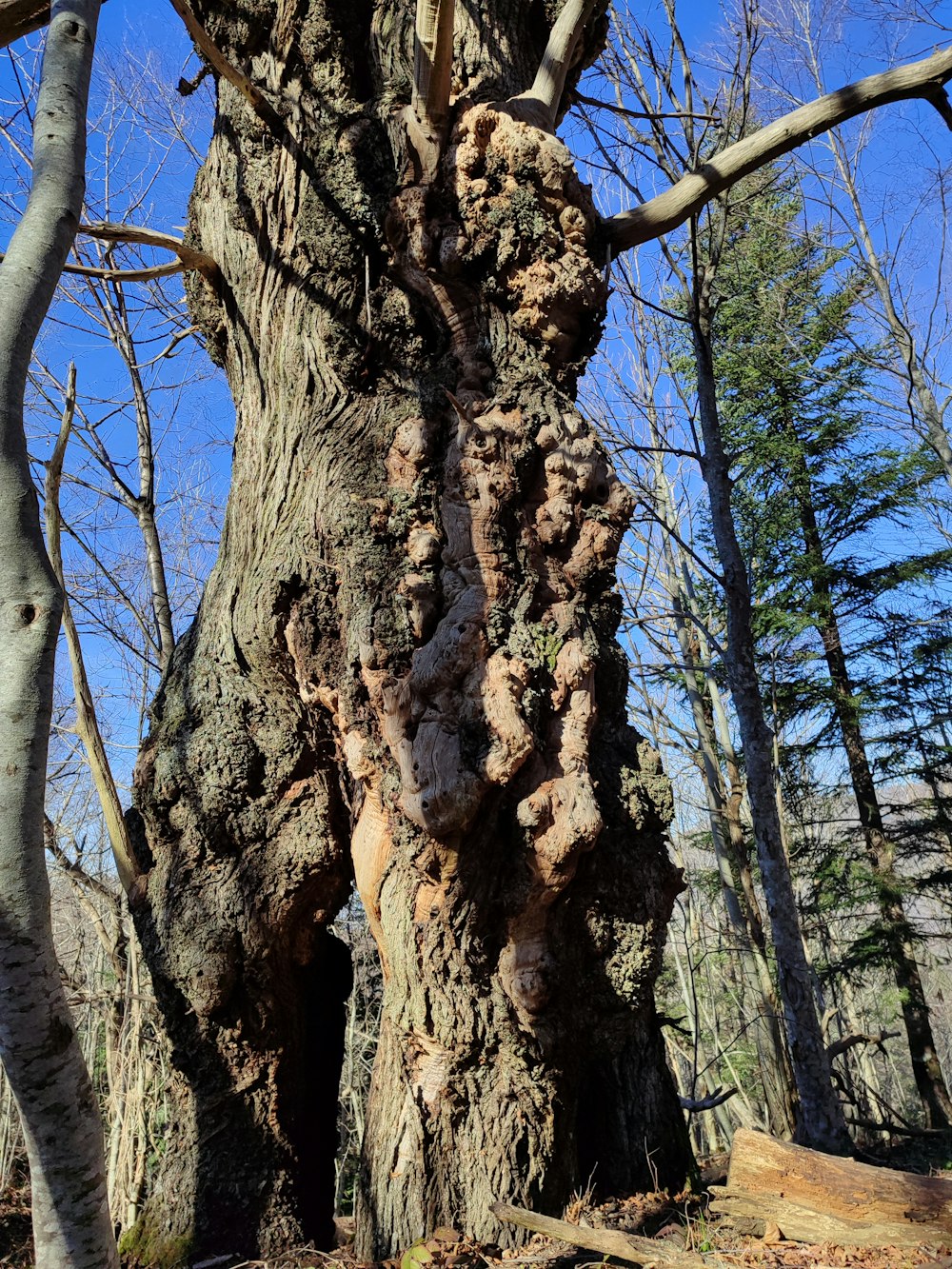 a very old tree in the middle of a forest