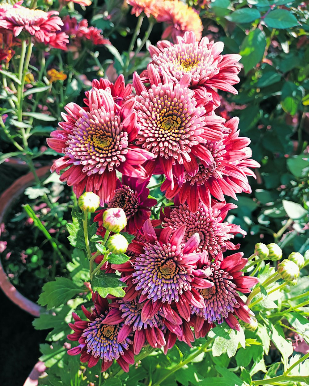 Nahaufnahme eines Blumenstraußes in einem Garten